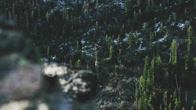 Bamboo - professional stock photography