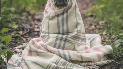 Bamboo - professional stock photography