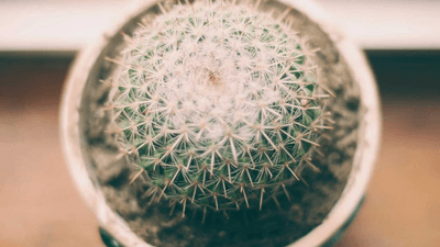 Compost - professional stock photography