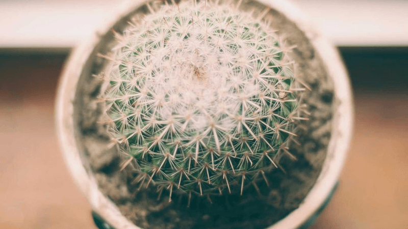 Compost - professional stock photography