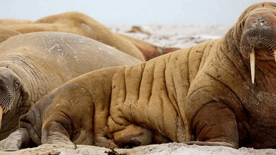 Compost - professional stock photography