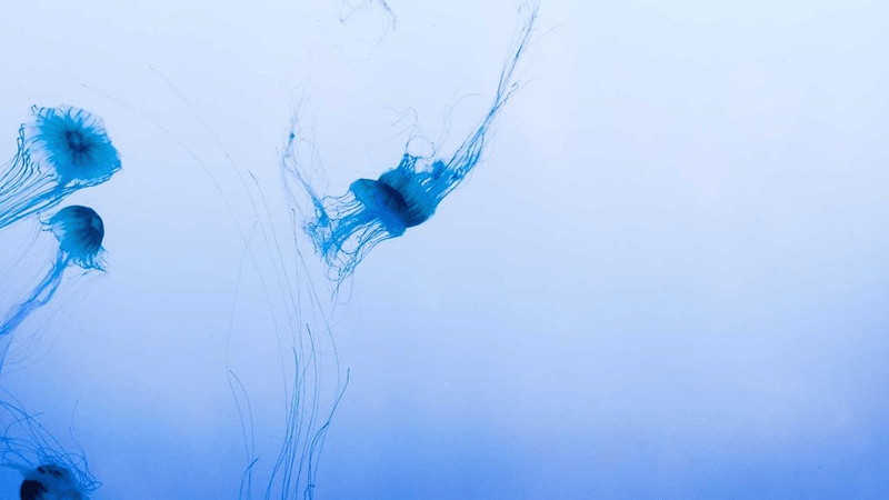 Earth - professional stock photography