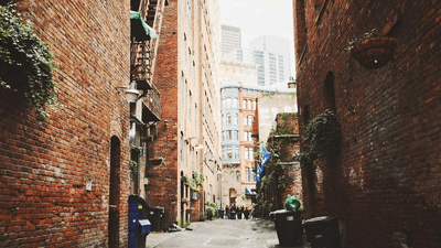 Forest - professional stock photography