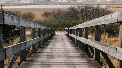 Forest - professional stock photography