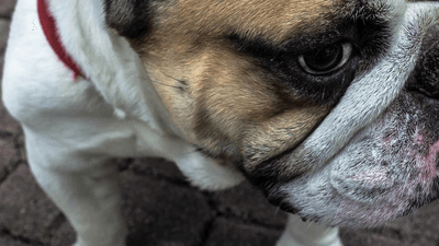 Garden - professional stock photography