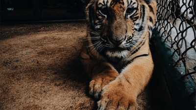 Nature - professional stock photography