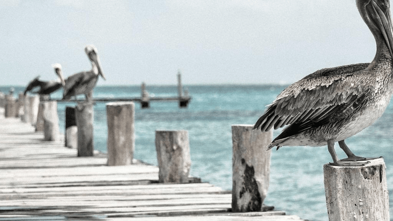 Organic - professional stock photography