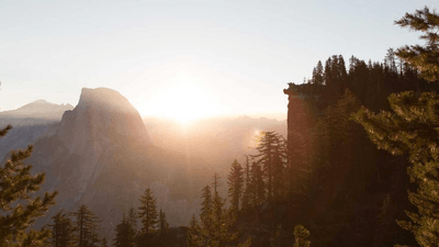 Tree - professional stock photography