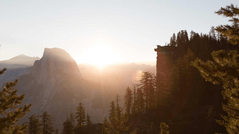 Tree - professional stock photography