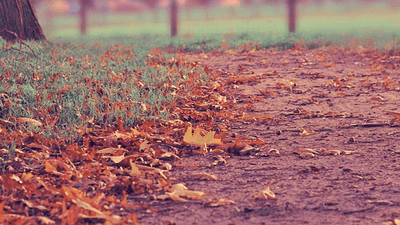 Tree - professional stock photography