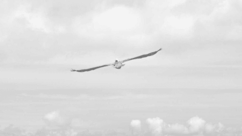 Tree - professional stock photography