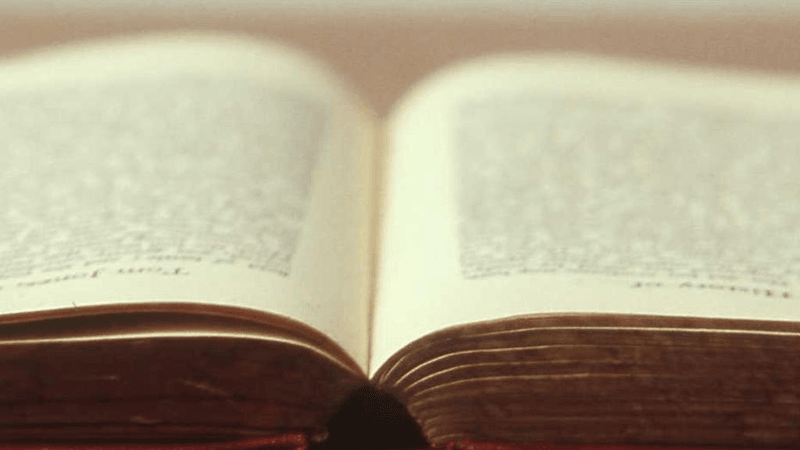 Tree - professional stock photography